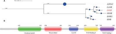 LbNR-Derived Nitric Oxide Delays Lycium Fruit Coloration by Transcriptionally Modifying Flavonoid Biosynthetic Pathway